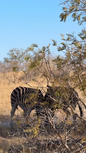 45 reactions | They look cool, calm and collected but make no mistake zebras can be feisty if nature calls for it! . . . #makanyi #makanyilodge #luxurysafari #timbavatigamereserve #safari #timbavati #zebrafight | Makanyi Lodge | Facebook