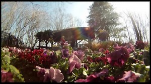 13 reactions | Choosing A Container In choosing a container consider many different things - The house, the style of the house as well as the environment where the container will be placed. To learn more click here for an informative video. | GardenSMART | Facebook