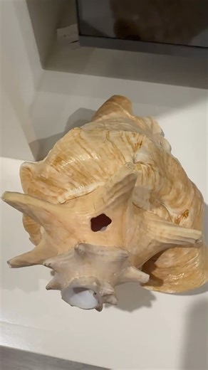 Watch Sea Shell for decor and good luck highly recommend it on Amazon Live