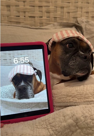 Poppy's New Show: A Boxer Dog's iPad Adventure