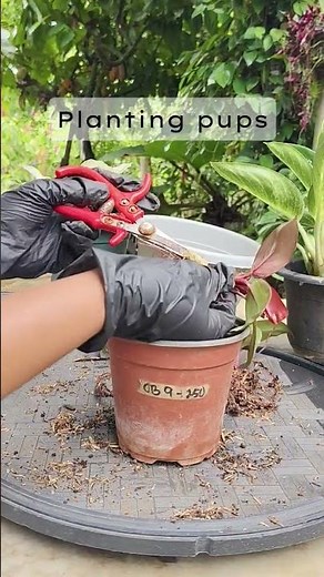 Planting pup red Cardinal | Plant propagation #philodendron #gardening