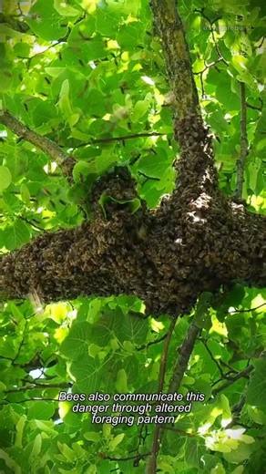 This Bee Behavior Will Blow Your Mind #facts #animalintelligence #wildlife