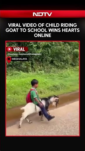 Meghalaya Viral Video: Child Rides Goat to School, Wins Hearts Online