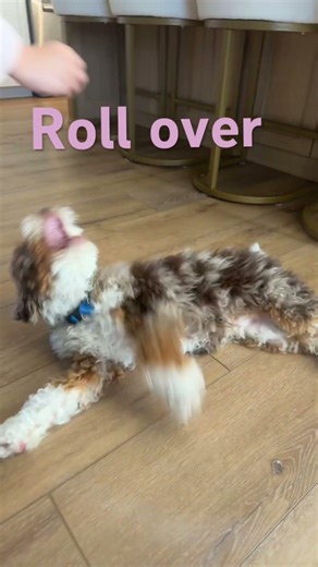 All the trick he knows#fun tricks#so cute#fyp# YouTube