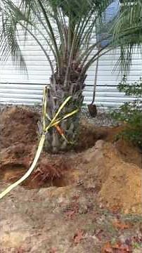 how to move a palm tree how to move a palm tree