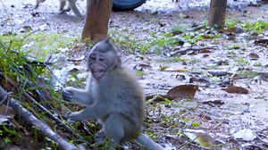 Cry.. Cry very loud... Million pity baby monkey Bobby crying loudest looking for mum help because Patty chasing him | Monkeys Buzz
