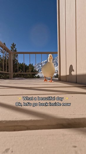 Yoshi the Duck Running Meme - Petsoftiktok