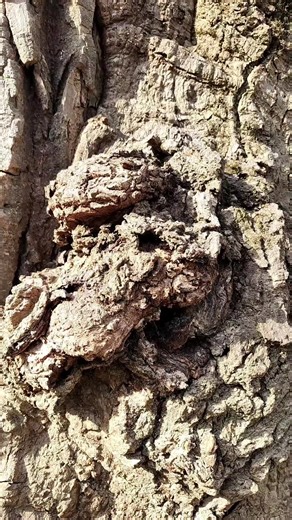 giant cotton wood tree #Godisgood