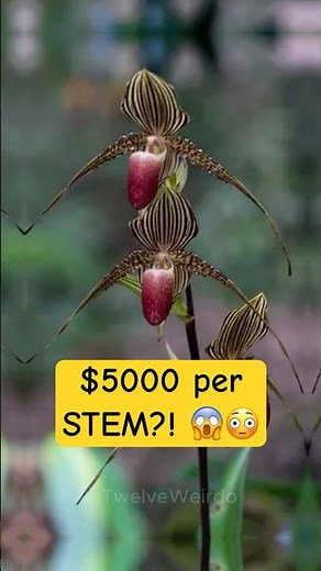 Top 5 Luxury Flowers Only Billionaires Can Afford 💐🤑