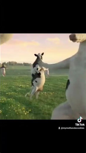 there's no credits because this is from my tiktok account