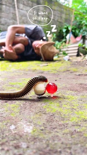 I just want to sleep, By simply giving a lollipop, this millipede won’t bother me #millipede