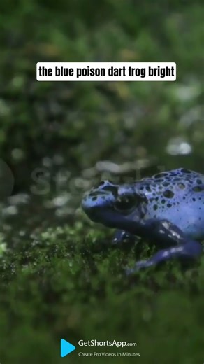 Top 3 most colourful animals in the world?! #facts #animals #animalfacts