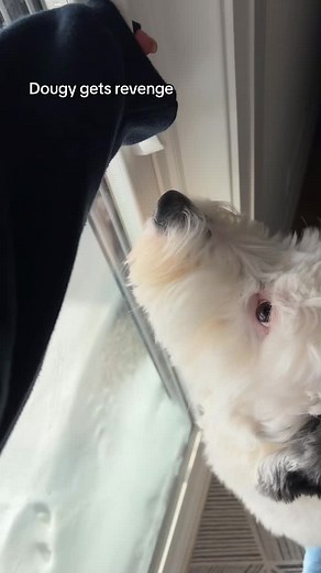 Doug the Sheepadoodle's Revenge Prank Goes Wrong! | Funny Dog Video