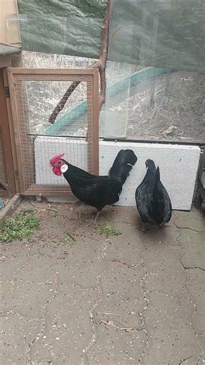 2026. Para karłowatych, ozdobnych kurek rasy bantamka. Couple of Bantams, dwarf, ornamental hens