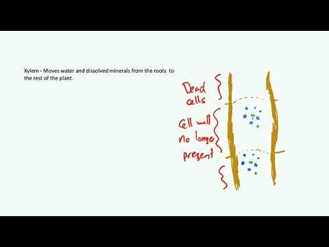 Transpiration and Translocation - AQA Biology B2