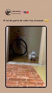 2.5K views · 10K reactions | Traumas  . . . Siga a página e nos ajude a chegar nos 25.000 seguidores ❤️ #Doguinho #Dog #Doguineo #Meme | Vida Animal | Facebook