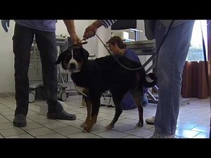 Collection éjaculat de chien avec commentaire audios et texte