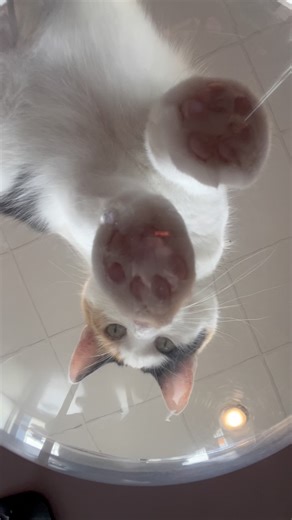 Beans. Squished beans. #catcafe #toebeans #cats #columbiamo #catlovers #adoptdontshop | Bertha's Beans Cat Café