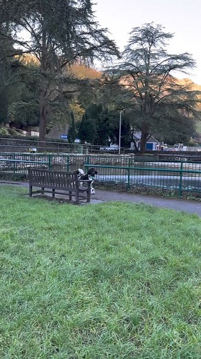 146K views · 3.3K reactions | Show off #poodle #partipoodle #trot #showpony #showoff #dog #cheddar #cheddargorge #dogfriendly #dogfriendlyuk #ukdaysout #poodlesofinstagram #showdog #flauntit | About Poodle | Facebook