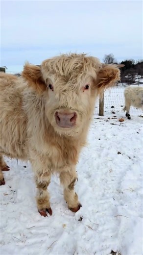 Who wants to build a snowman with these fluffs #fluff #winter #snow #highland #cria
