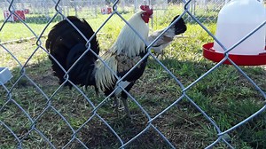 1.3K views · 100 reactions | Red Fowl Farm on Reels | Facebook