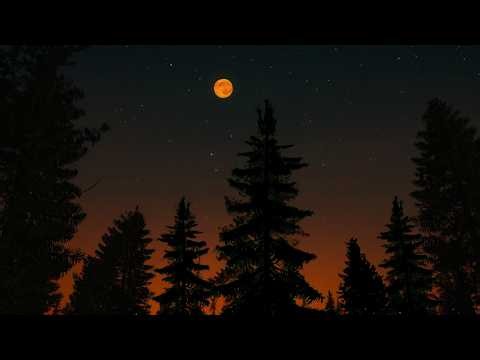 Twilight Forest Night Ambience ASMR🌲🌙 Ambient Cricket Sound Chirping for Relaxation, Study & Sleep