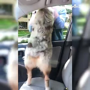 400K views · 6.4K reactions | How does your pet express their excitement? | Try Not to Laugh | Facebook