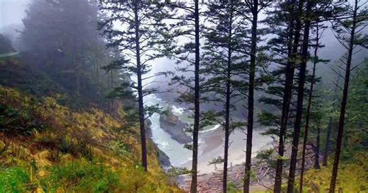 Nature: Olympic Peninsula in Washington State