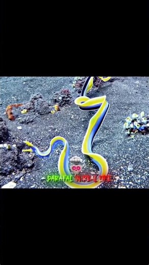 free fire funny video🤣🤣🤣#youtubeshorts #youtube viral video#funny video in free fire