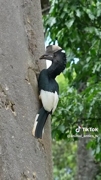 Incredible Hornbill Nesting Behavior