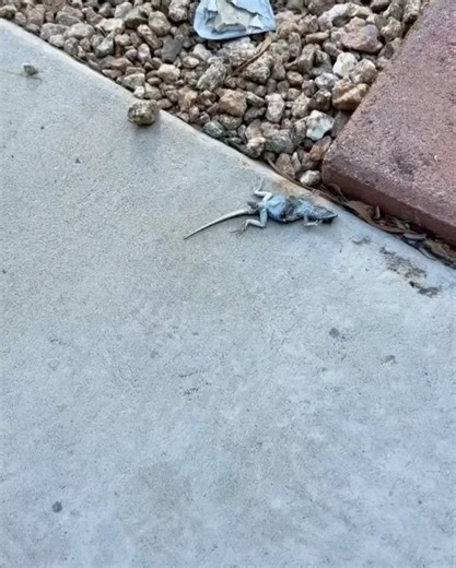 The Dark Side of Nature on Instagram: "A botfly maggot was observed wriggling out of a dead lizard’s genital area—a scene that might look like the lizard’s penis detaching, but that’s not what’s happening. Botflies are parasitic insects, meaning they rely on other animals to complete their life cycle. While adult botflies resemble large, hairy bees or flies, they don’t feed at all once fully grown. In fact, they lack functional mouthparts and survive solely on the energy they stored as larvae. T