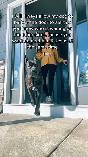 Big Cane Corso Alert Barking at the Door - TikTok Compilation
