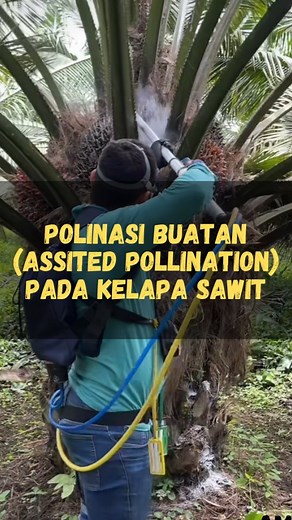 Pesona Kelapa Sawit | Kreator Digital on Instagram: "Teknik assisted pollination (AP)/ Aspol pada kelapa sawit dilakukan dengan memanen bunga jantan yang sudah mekar (anthesis) lalu membawanya ke lab untuk di preparasi. Serbuk sari (pollen) dirontokkan dari bunga jantan, disaring dan dicampur dengan tepung talkum 1:4 (pollen : tepung). Campuran inilah yang disemprotkan ke bunga betina yang dalam kondisi anthesis untuk membantu proses penyerbukan. Aspol sangat efektif mengatasi partenokarpi, liha
