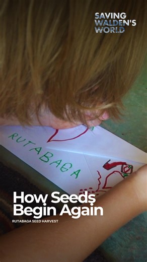 Saving Walden’s World | Documentary on Instagram: "Harvesting rutabaga seeds is a reminder that sustainability often begins with simple acts. Walden and Jim let the plants grow, dry, and return their seeds, creating food, resilience, and a cycle that continues on its own. Saving seeds is more than gardening. It's learning to live with what we have, and letting nature teach us how to start again. Follow for more stories on sustainable living, slow practices, and regenerative traditions. #SeedSavi