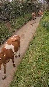 17K views · 1.4K reactions | Our beautiful Guernsey cows, such lovely, gentle and inquisitive creatures.    Sound on  for a sight and sound experience! #GuernseyTogether  Shaun Gibbs | My Guernsey | Facebook