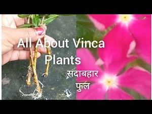 How to grow Vinca plant? a step- by - step Guide/ Completa care about vinca plant