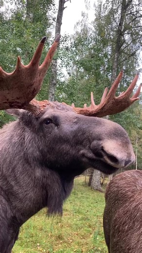 This is how the moose talk abd communicate with each other. The language of love❤️❤️ #cold #adventure #wildlife #moose #mooselife
