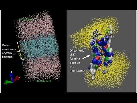 Build Bacterial outer membrane using CHARMM GUI