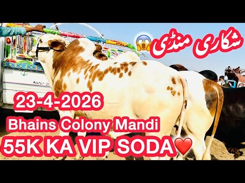 55K Ka Vip Soda❤️ 23-4-2026 / Bhains Colony Karachi Cow Cattle Mandi 2026 Fresh Rates Updates | Faiz