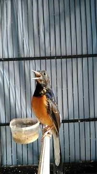 Murai batu trotol termahal