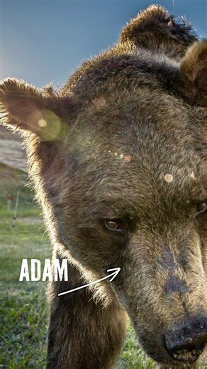 5.9K views · 69 reactions | Forge your skills in our new video with ex-Navy Seal Chris Forrest. Check out our YouTube for a in depth guide and comparison of different methods to defend yourself in the backcountry. | Gunfightersinc Holsters | Facebook