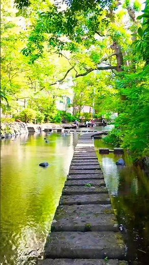 Walking Through Japan’s Hidden Water Town | Mishima Genpei River 4K