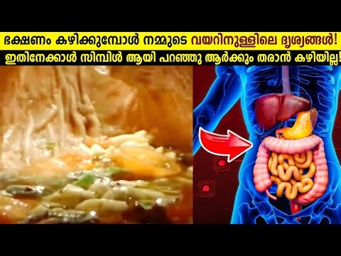 നമ്മുടെ ശരീരത്തിലെ ഏറ്റവും വലിയ അത്ഭുതം!😱 Human Food Digestive System Explained | Storify
