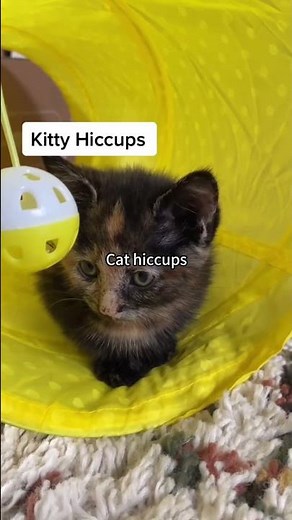 Funny & Cute Cat Hiccup Moments | You’ll Melt! 😺✨ #cutecats #cathiccups #kitten #funnycats