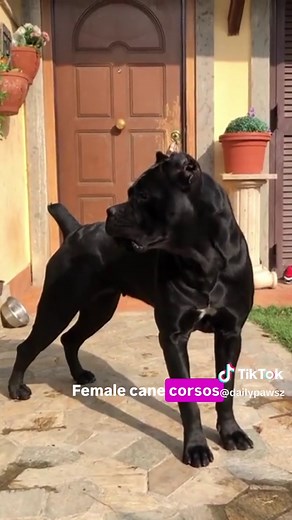Female Cane Corsos: Better Protection Dogs Than Males?