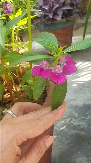 From Seed to Bloom | Balsam Flower Plant Full Growth Journey 🌱🌸 #flowering #gardening #planttalk