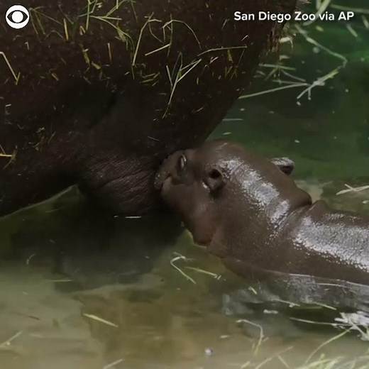 Endangered pygmy hippo explores San Diego Zoo exhibit