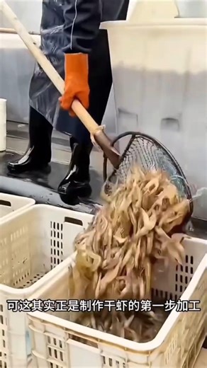 “Why Dry Fish Doesn’t Spoil? Shrimp Shutki Process Explained | Food Preservation Science