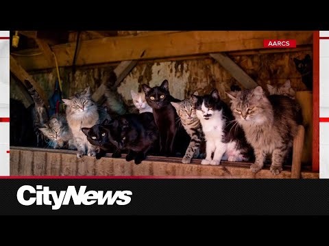 AARCS aiming to help stray cat population with Spay Neuter Trap program