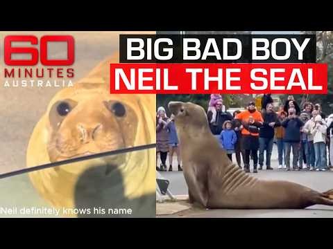 Neil the Seal is misunderstood. Here’s why | 60 Minutes Australia
